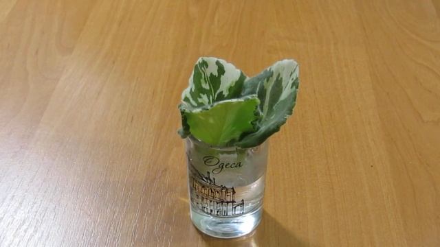 ПЛОХО РАСТУТ КОРНИ У ФИАЛКИ. НЕ УКОРЕНЯЕТСЯ .