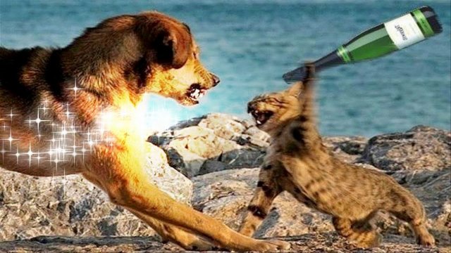 - ПОЧЕМУ МНЕ НИЧЕГО НЕ ОСТАВИЛ?! Приколы с котами! САМЫЕ СМЕШНЫЕ ЖИВОТНЫЕ!