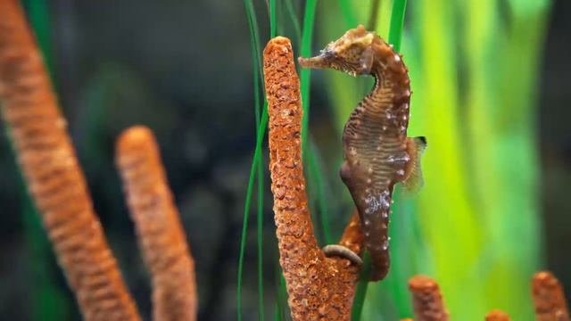 Аквариум 4к.mp4