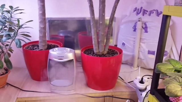 Плюмерия. Уход