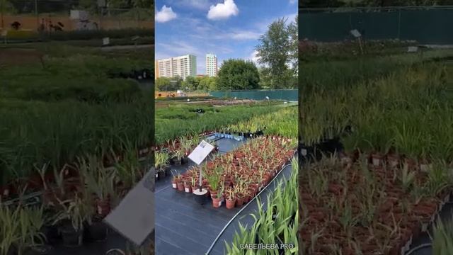 Заехала в питомник растений Харченко в Островцах. Что я там увидела?