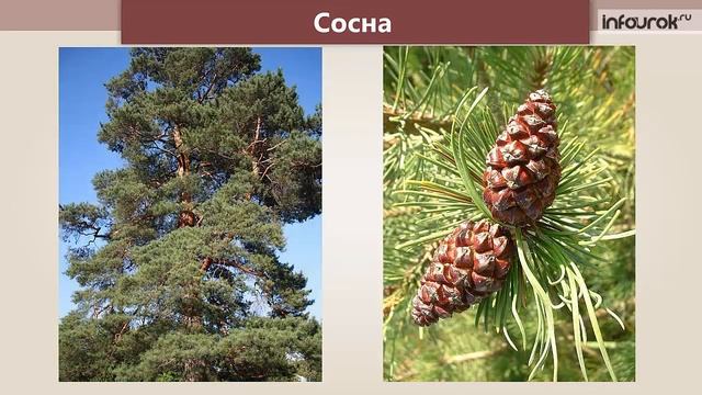 Тайга | Окружающий мир 3 класс #45 | Инфоурок