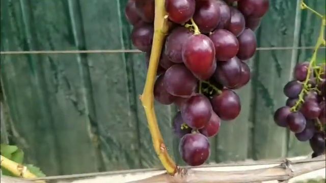 Виноград Рошфор на винограднике Лисовенко