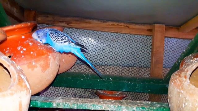 মেটিং ছারাও কি ফিমেল পাখি ডিম দেয়? আর সেই ডিম থেকে বাচ্চা ফুটবে কি? সঠিক তথ্য জানুন।