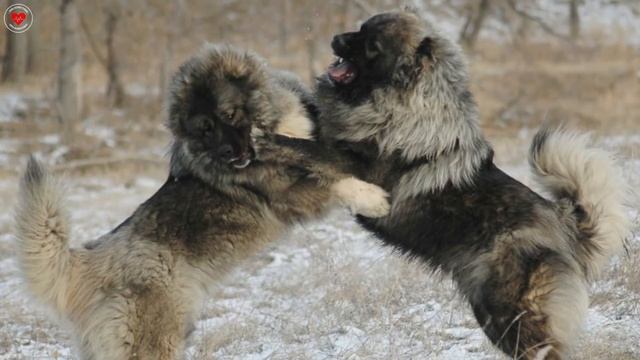 КАВКАЗСКАЯ ОВЧАРКА