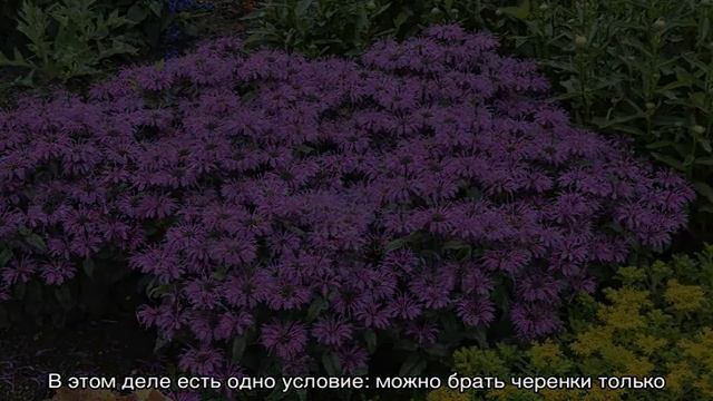 Монарда — посадка и уход в открытом грунте