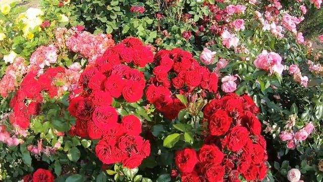 Розы флорибунда. Lavaglut (Лаваглут)