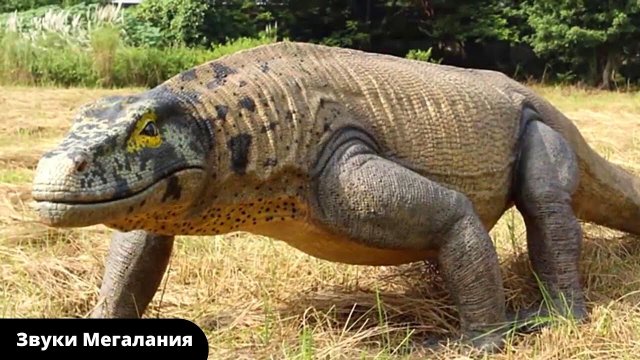 Мегалания звуки и голос | Megalania Sounds - самая большая наземная ящерица