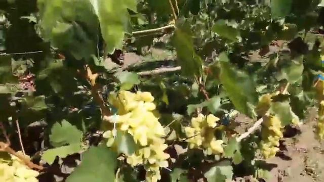 Форма винограда Алекс уже с мускатом, Медея. 30 июля 2022. Виноградник Щереденкова В. А