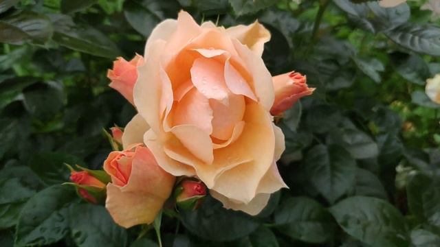 Розы в Подмосковье. Hansenstadt Rostok / Ханзенштадт Росток