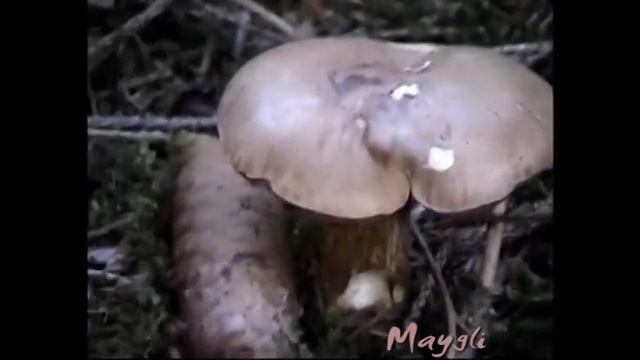 Ложный Боровик или Подберезовик. Желчный гриб.