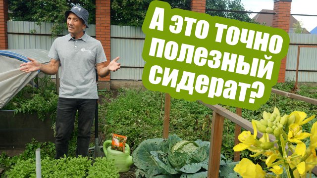 Стоит ли сеять горчицу как сидерат? Все правила посева горчицы