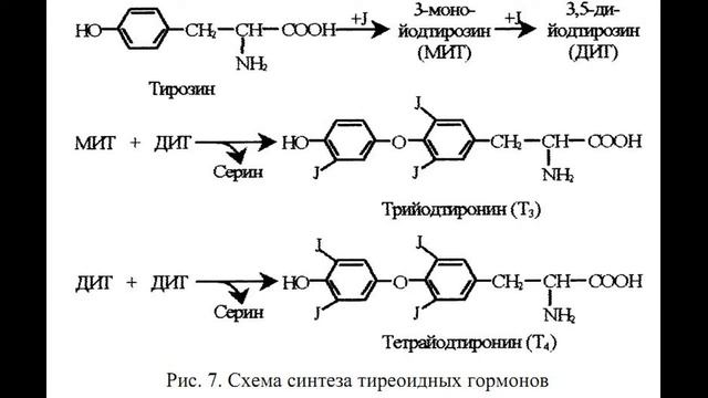 Лечение печени народными средствами