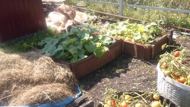 ОГород мечты. Высокие грядки.