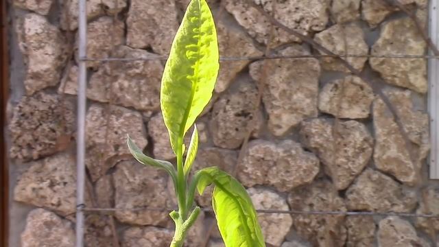 Авокадо.  Что случилось с деревцем авокадо?! Подскажите!