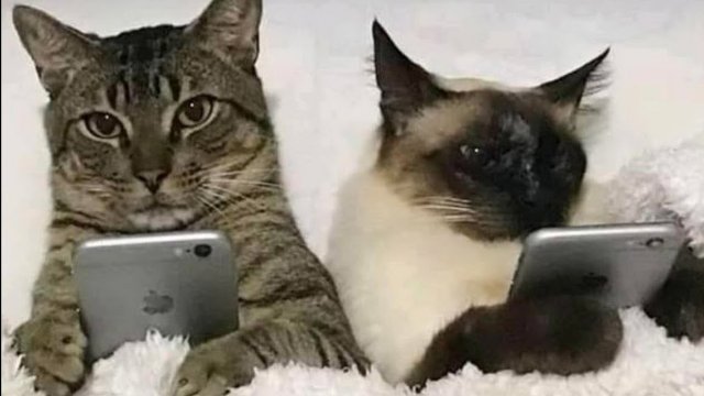 ? Коты смотрят TV! ❤️️ Приколы с котами и собаками 2022 #23