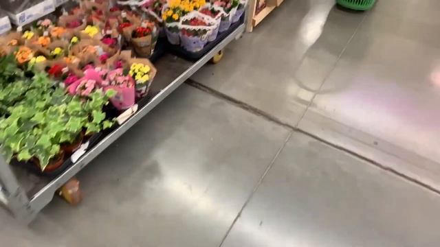 Луковицы и виола в Леруа Мерлен.