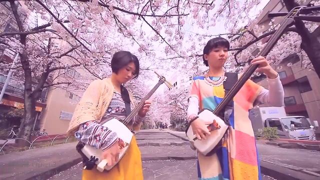 Японские девушки играют под сакурой на Сямисэне