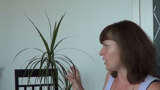 Размножение пальмы Драцена верхушечными черенками... Я открыла для себя способ размножения пальмы..