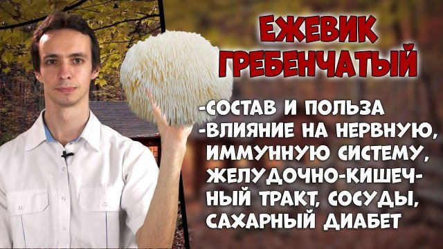 Ежовик гребенчатый Полезные свойства гриба, от чего лечит?
