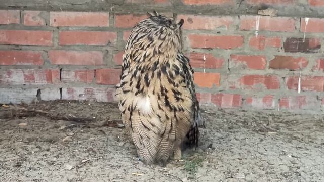 ФИЛИН - Bubo bubo - eagle-owl - Eule - hibou - búho - 貓頭鷹 - بومة