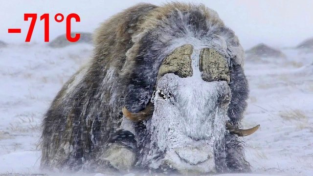 Это Самое Мощное Животное, Которое Пережило Ледниковый Период