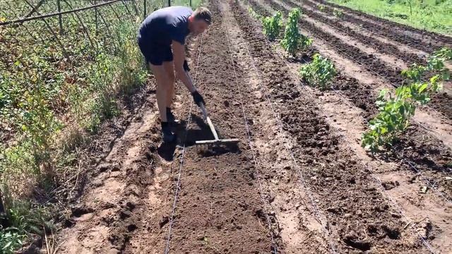 Как правильно сделать бугры, гребни под клубнику ?! Подробно !!!