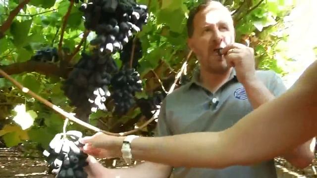 Виноград АВАТАР - Новая Сенсация !? или очередной Развод на Деньги..Виноград Аватар - КишМиш?