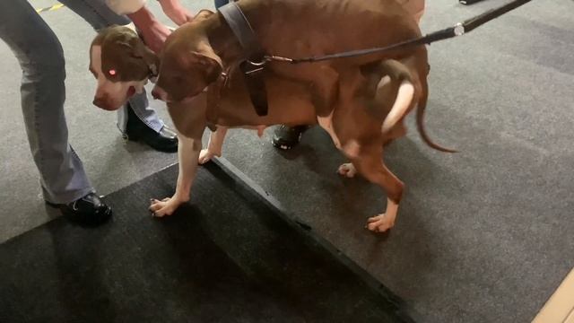 Вязка собак породы американский питбуль (mating dogs) / Нетерпеливый кобель и его игривая подружка
