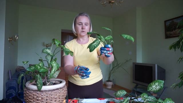 Обрезка диффенбахии. Размножение. Посадка.