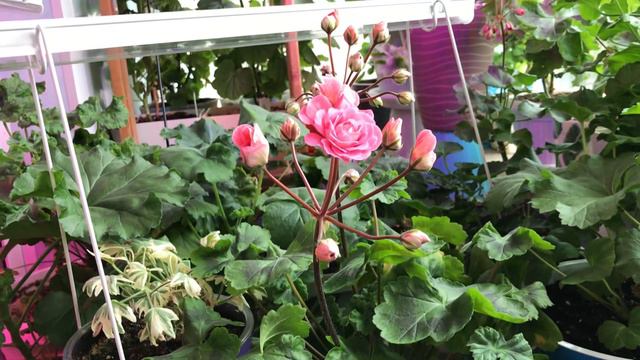 Пеларгония ТА Марокканская принцесса