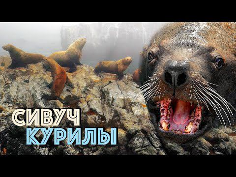 Морской лев СИВУЧ - энциклопедия Курил | Film Studio Aves