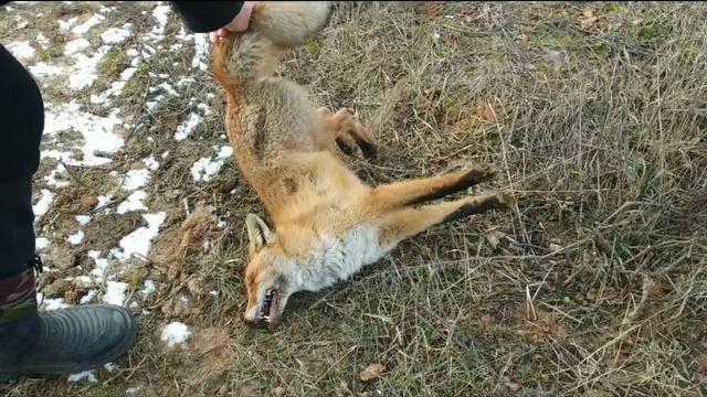 Охота с ягдтерьером, БЕШЕНАЯ ЛИСА . Fox Hunt with Jagdterrier