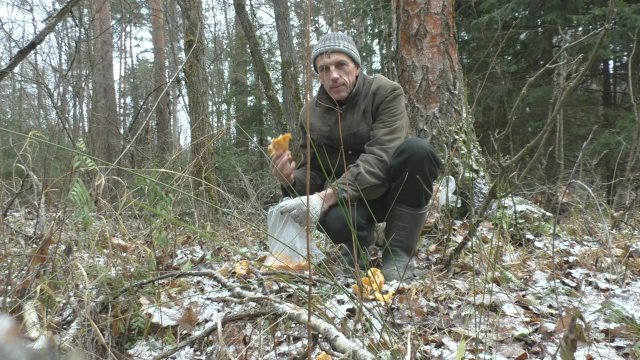 Как я насобирал грибов 17 ноября