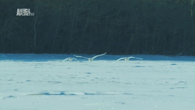 Неизведанные острова - Япония (Japan)