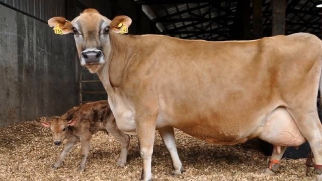 Разведение коров породы Джерси как бизнес идея | КРС | Корова Джерси