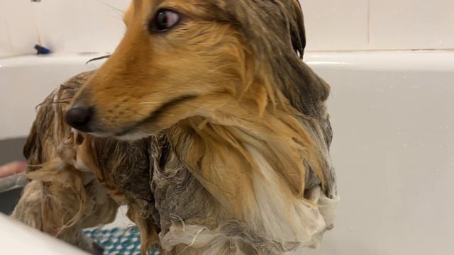 Уход за ДЛИННОШЕРСТНЫМИ породами: всё об экспресс-линьке, мытье и вычесывании