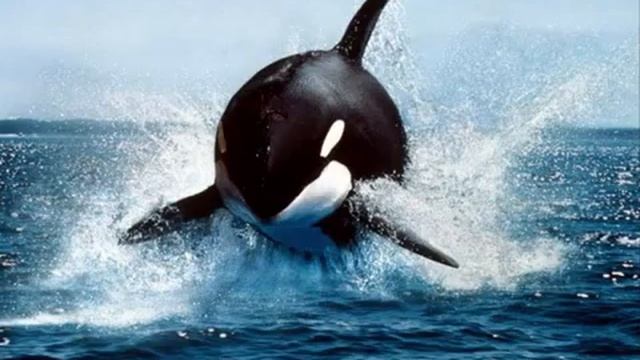 frozen planet amazing animals of antarctica