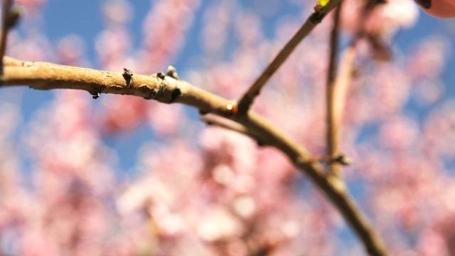 ИСЦЕЛЯЮЩАЯ МЕДИТАЦИЯ ПОД ХАНГ