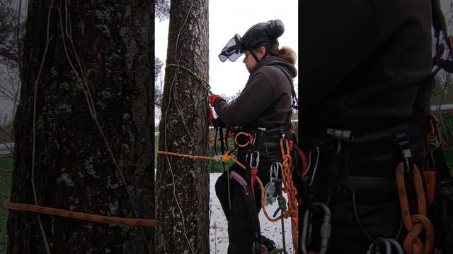 Личный опыт использования техники подъёма на дерево на петлях.