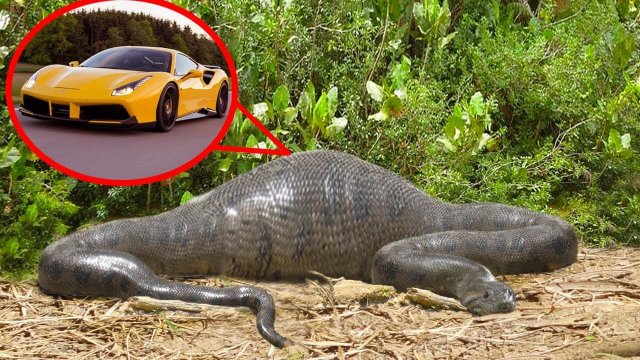 10 Самых Странных Вещей, Найденных Внутри Гигантских Змей