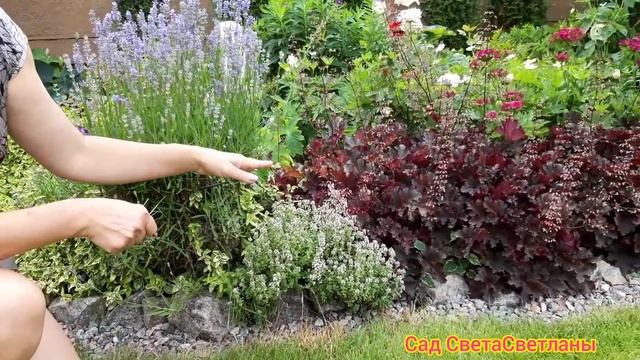 Красивый передний край цветника.Выбираем варианты.Сад своими руками. Дача. Ландшафтный дизайн.
