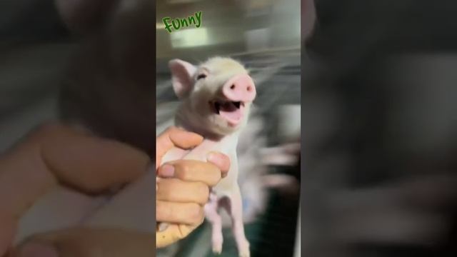 Funny video ?