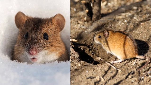 Окружающий мир 2 класс. ТЕМА "ЗИМНЯЯ ЖИЗНЬ ПТИЦ И ЗВЕРЕЙ" с.32-35 Перспектива  ч.2