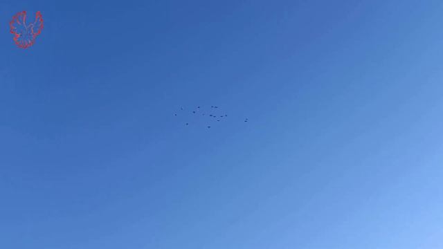 Голуби Тульской области.