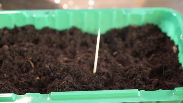 Как легко вырастить папайю дома ❦ 2 способа выращивания