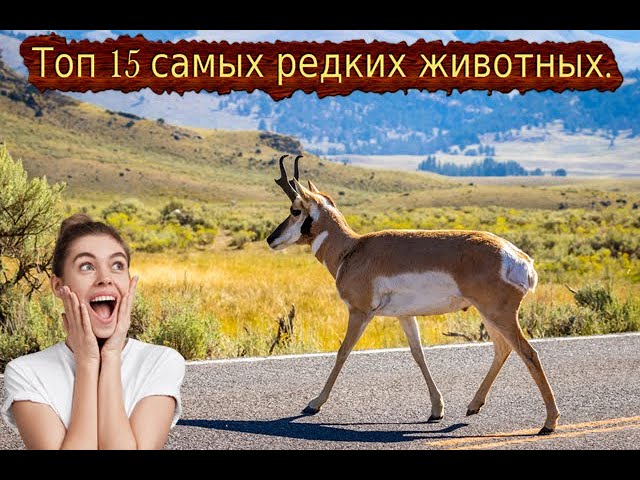 Интересные истории и факты про животных.