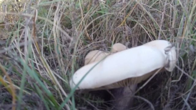 Сбор грибов СИНЯЯ НОЖКА в октябре на лугу ВКУСНЫЕ И ПОЛЕЗНЫЕ грибы осенью!!