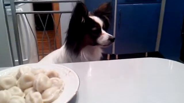 Papillon can talk! [Папильон разговаривает]