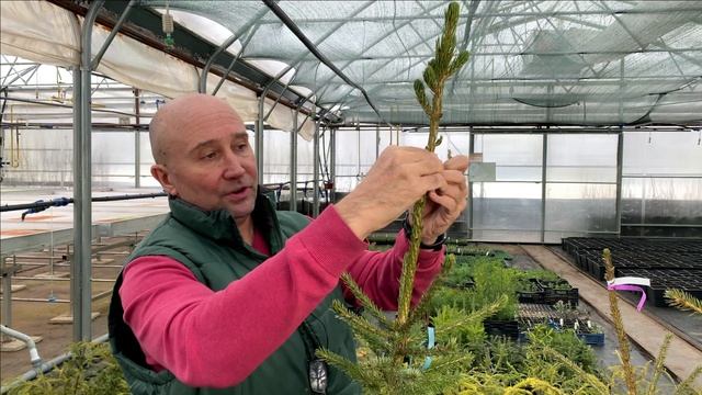 Прививка хвойных на штамбе